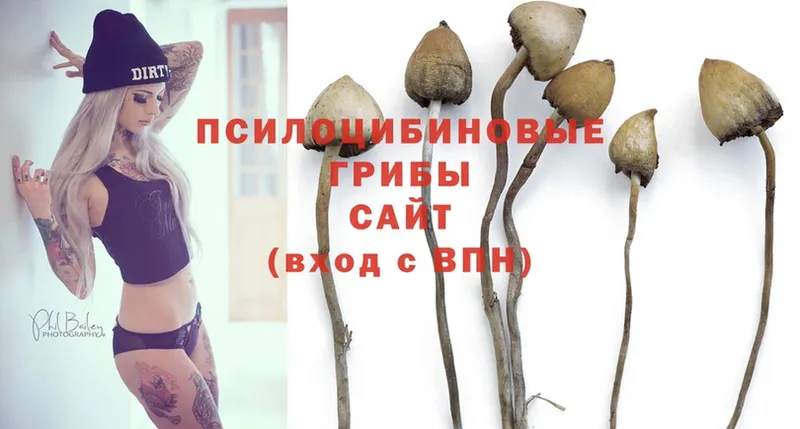 Галлюциногенные грибы Psilocybe  блэк спрут онион  Киселёвск 